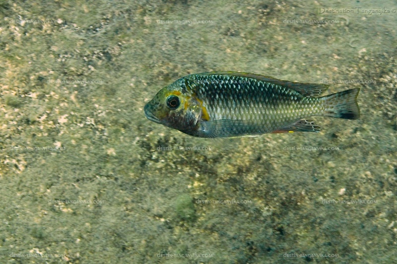 Interochromis loocki 'Kerenge Island'